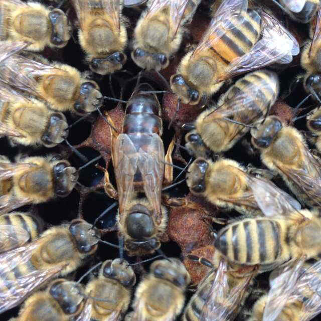 A virgin queen's fertility window - Honey Bee Suite
