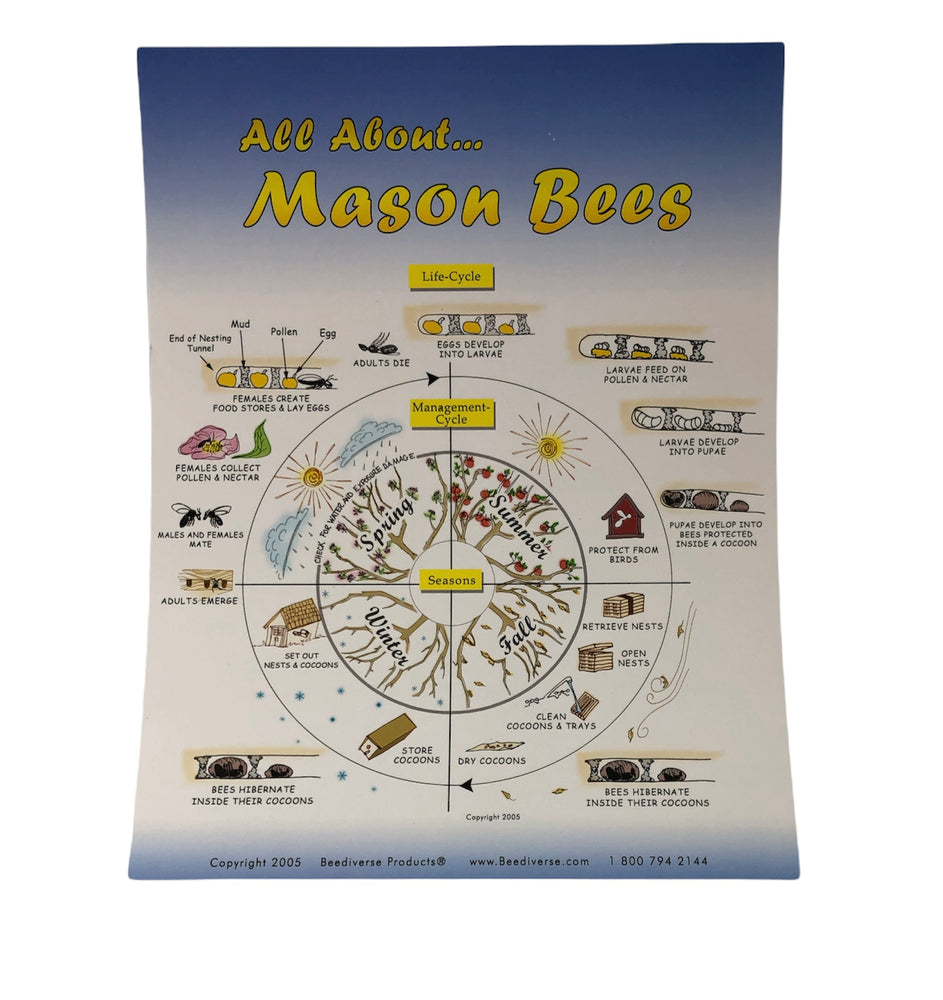 Mason Bee Tool - Life Cycle Poster