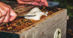 Why Feed Bees in the Late Winter/Early Spring Months?