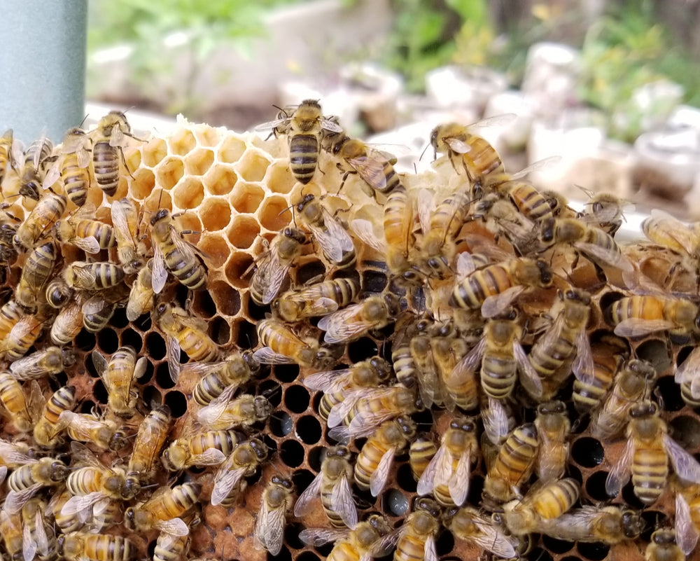 Many reasons to keep honeybees