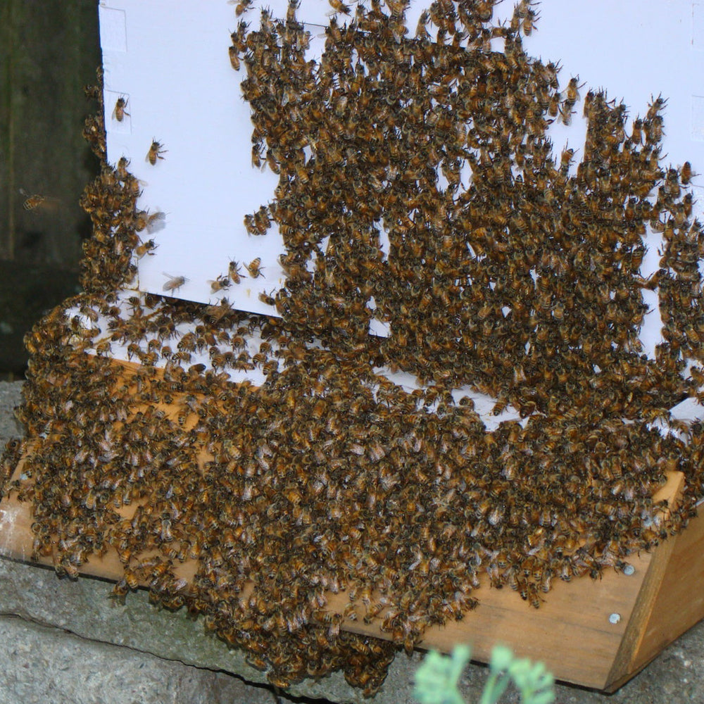 How to Choose the Best Spot for Your Backyard Hive