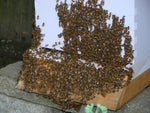How to Choose the Best Spot for Your Backyard Hive