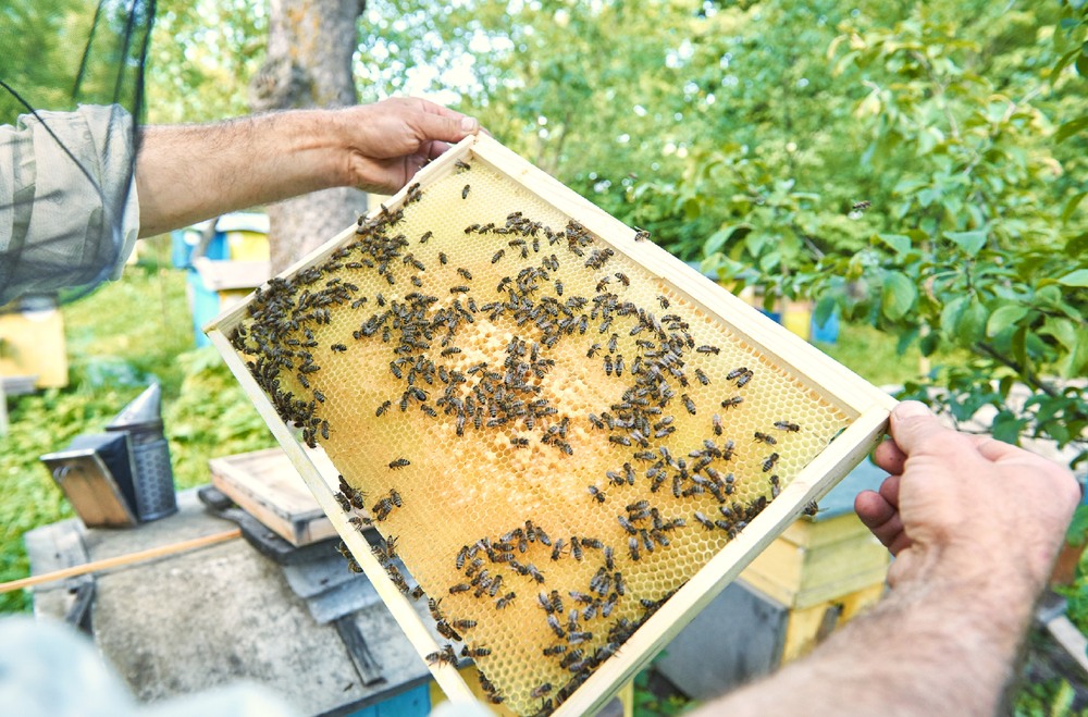 BC Bee Supply