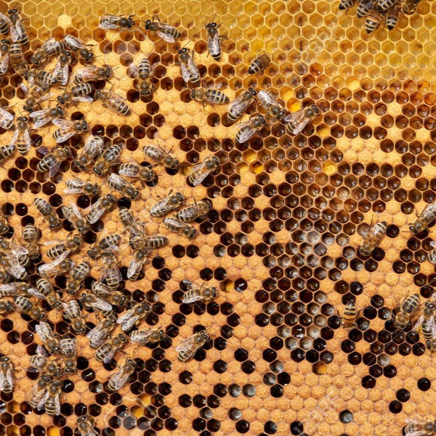 BC Bee Supply