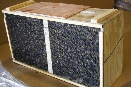 Honeybees - 