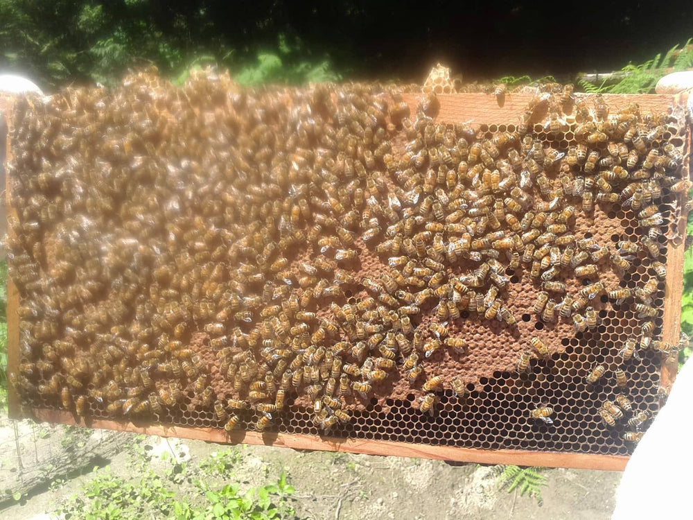 
                  
                    Honeybees - Nuc - 4 Deep Langstroth Frames
                  
                