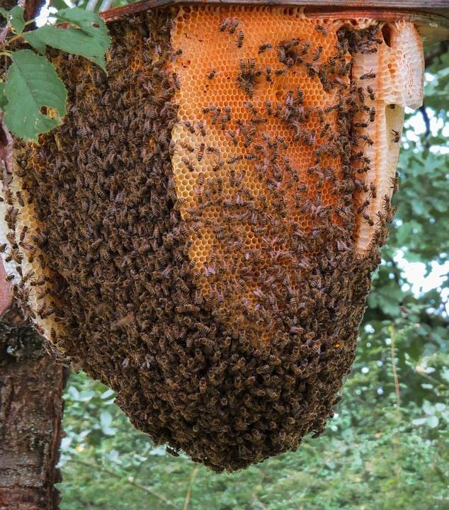 
                  
                    Honeybees - Nuc - "Top Bar", 4 Foundationless Frames
                  
                