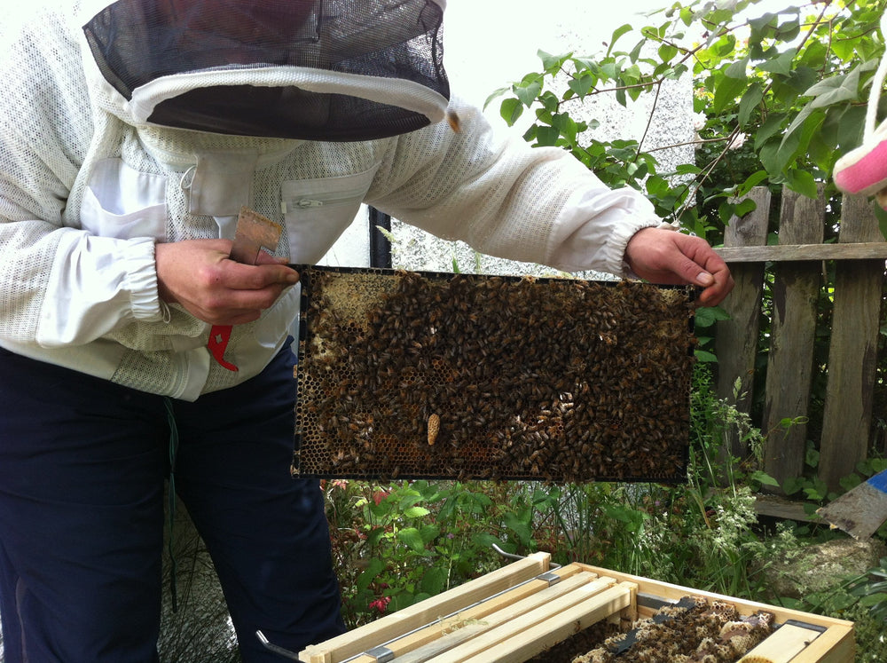 Class: Introduction to Beekeeping