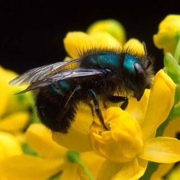 
                  
                    Workshop: Mason Bees and Native Pollinators
                  
                