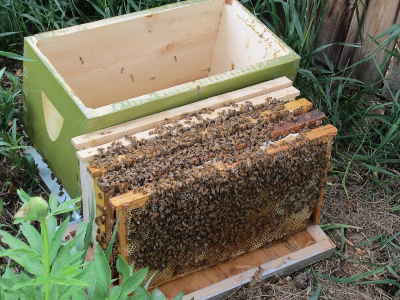 Reservation Deposit on Live Honeybee Colonies