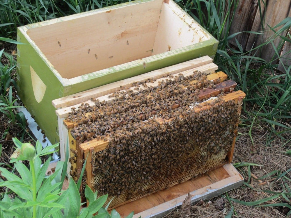 
                  
                    Reservation for 1 colony of Honeybees - estimated for Spring 2025
                  
                