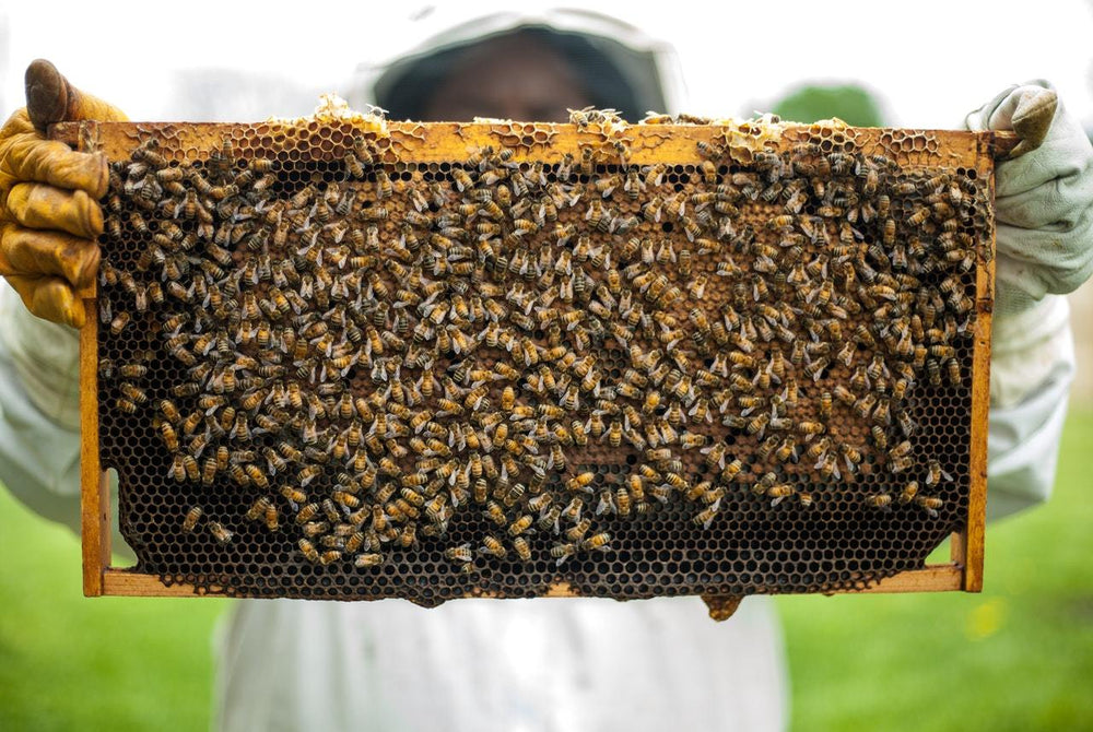 Reservation Deposit on Live Honeybee Colonies
