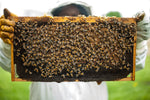 Workshop: Beginners' Beekeeping - Full Weekend