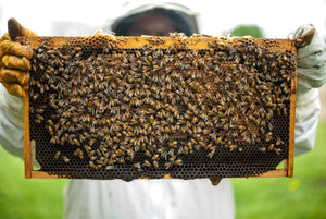 
                  
                    Class: Beginners' Beekeeping - Full Weekend
                  
                