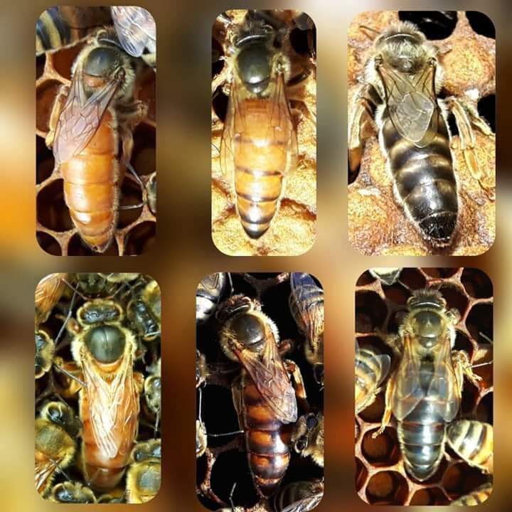 Honeybee - Queen Bee