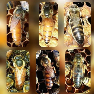 
                  
                    Honeybee - Queen Bee "Specialty"
                  
                