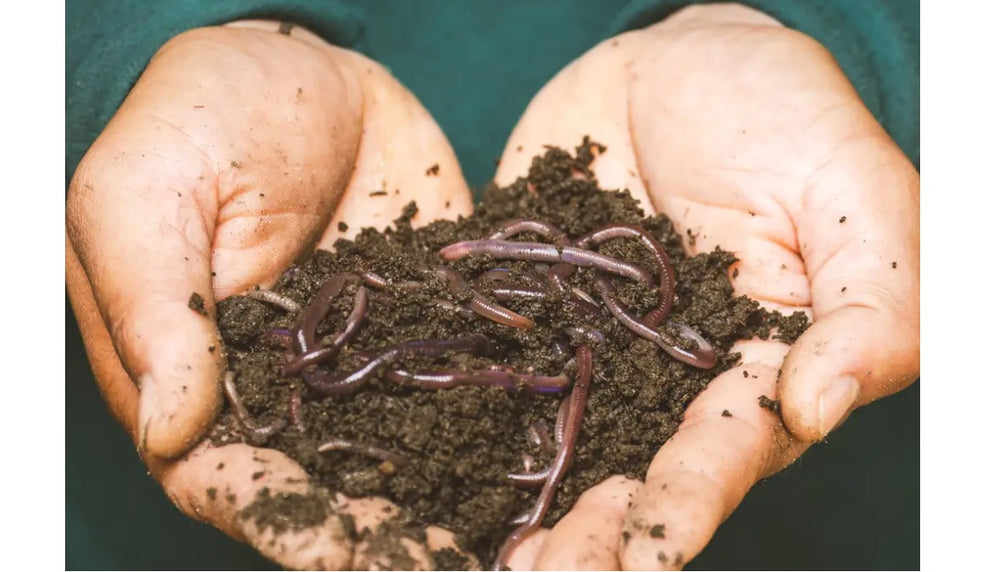 
                  
                    Workshop: Worm Composting - how to start your own worm farm
                  
                